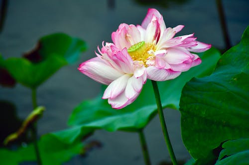 Pink Lotus Flower