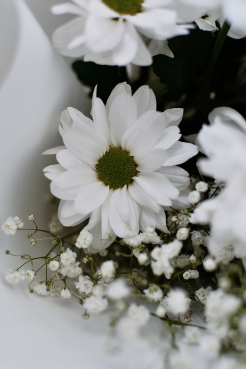 Free A close-up view of fresh white daisies and delicate baby's breath flowers. Stock Photo