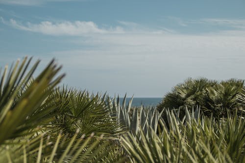 Immagine gratuita di Aloe vera, flora, foglie