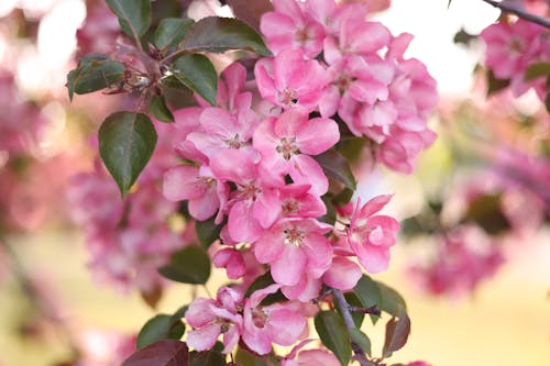 Foto profissional grátis de árvore, cor-de-rosa, filial