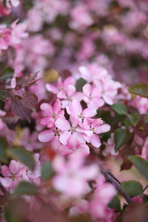 Immagine gratuita di albero, apple, fiori