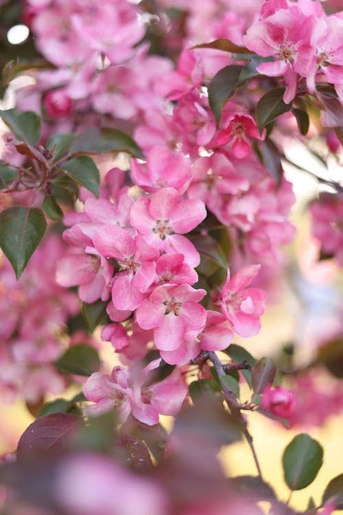 Gratis arkivbilde med apple, blomster, flora