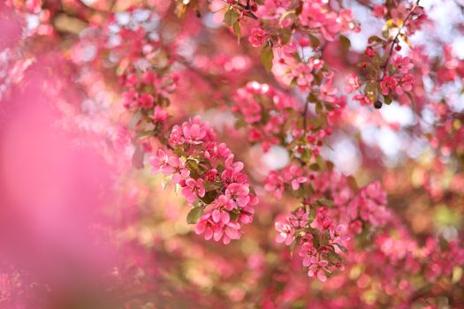 Beautiful pink blossoms in full bloom capturing the essence of springtime.
