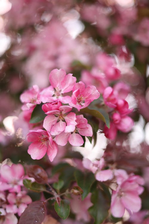 Gratis lagerfoto af æble, blomster, blomstrende