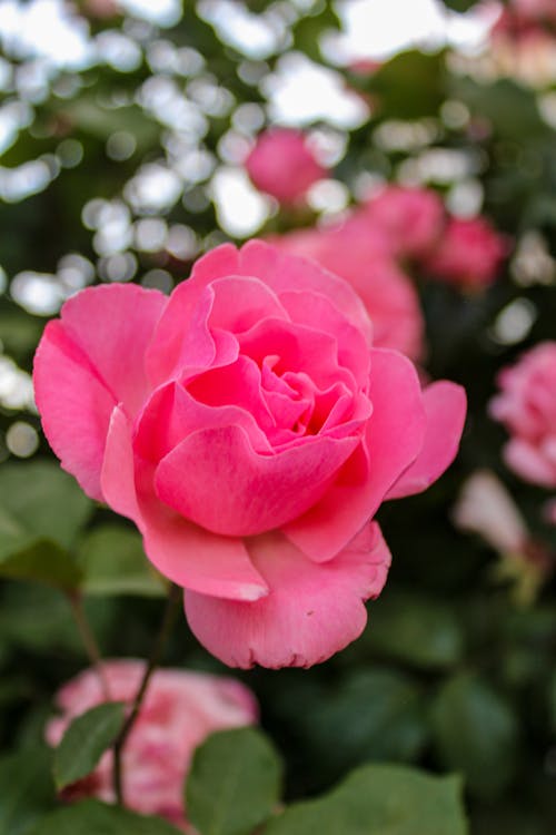 Foto profissional grátis de fechar-se, flor, floração