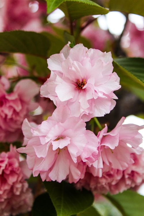Free Close-up of beautiful pink cherry blossom flowers, capturing their delicate petals. Stock Photo