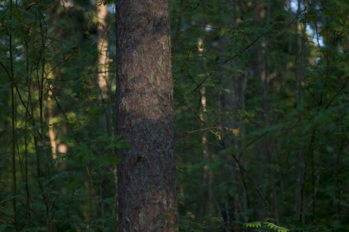 Closeup of a Tree Trunk in a Forest