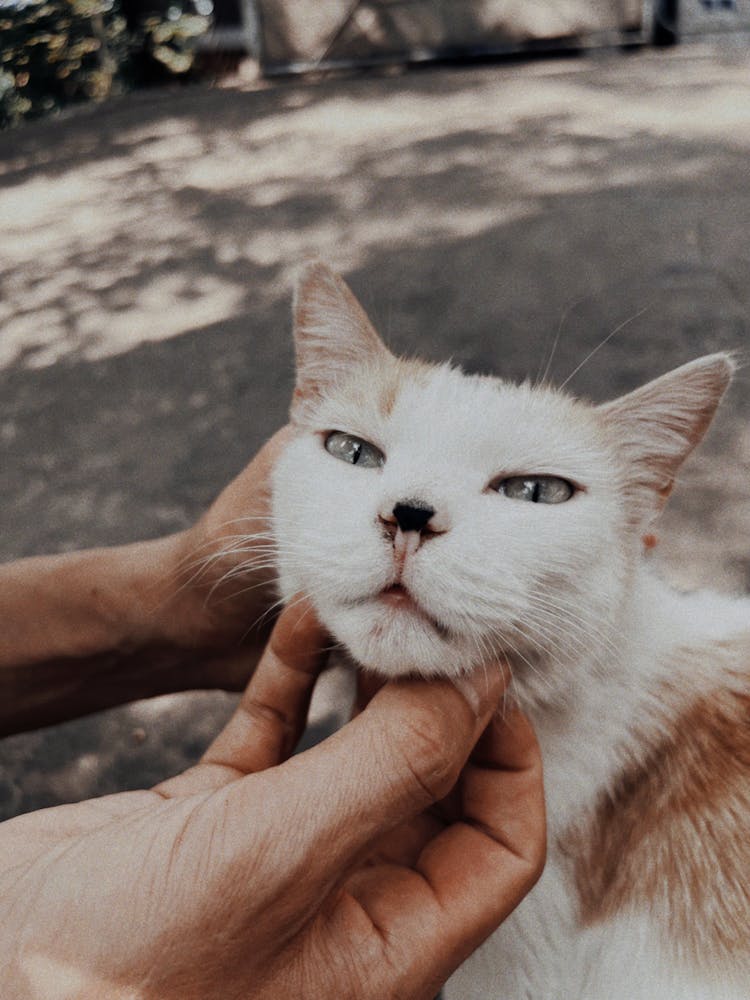 Hands Patting Cat