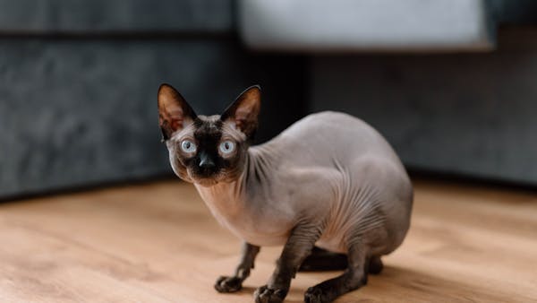 A close-up of a Sphynx cat indoors on a wooden floor in Brașov, Romania.