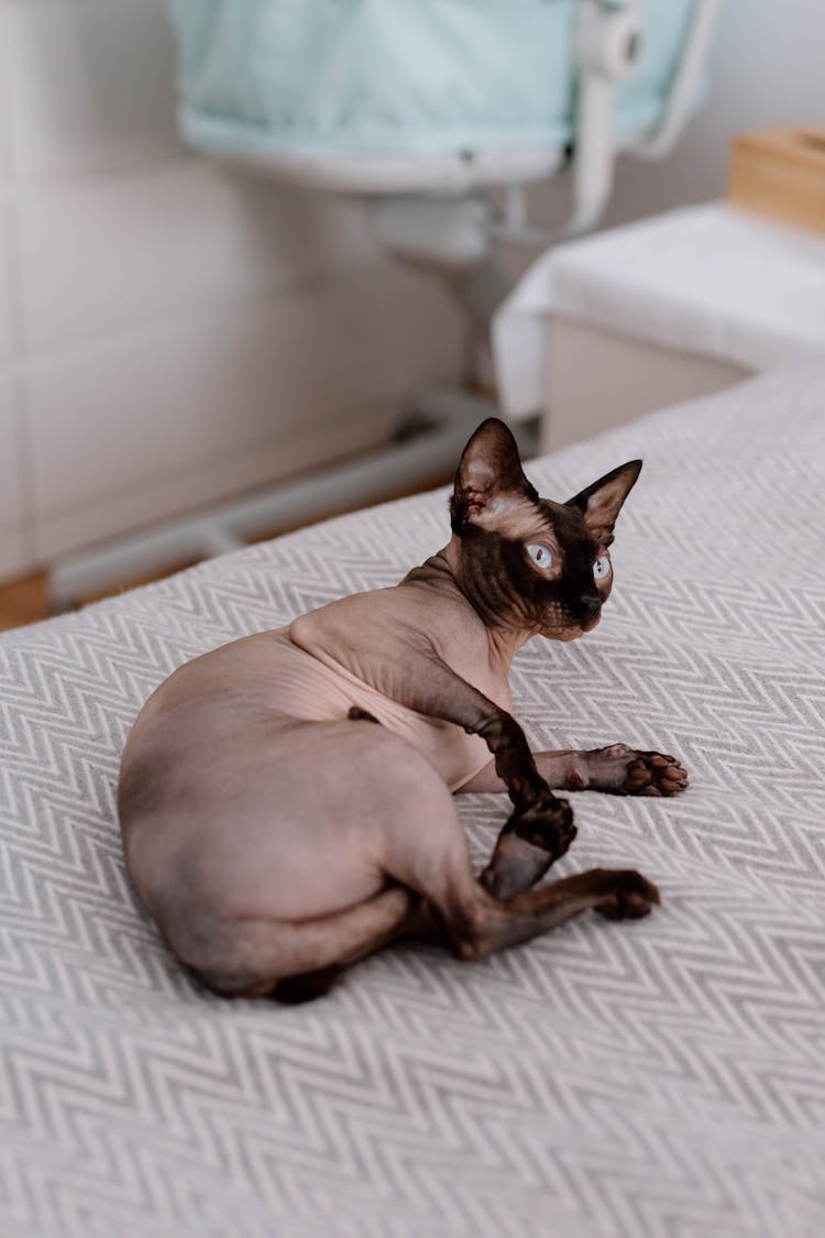 Cat Lying Down On Bed