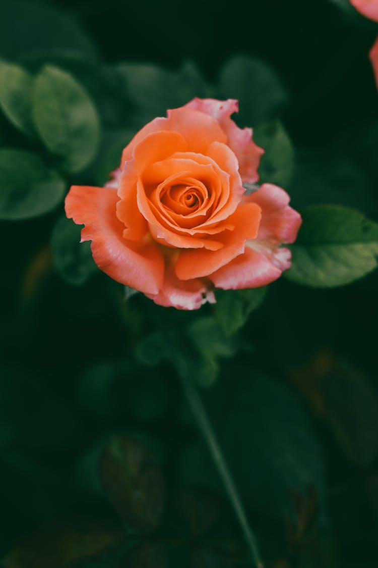 Orange Rose Flower