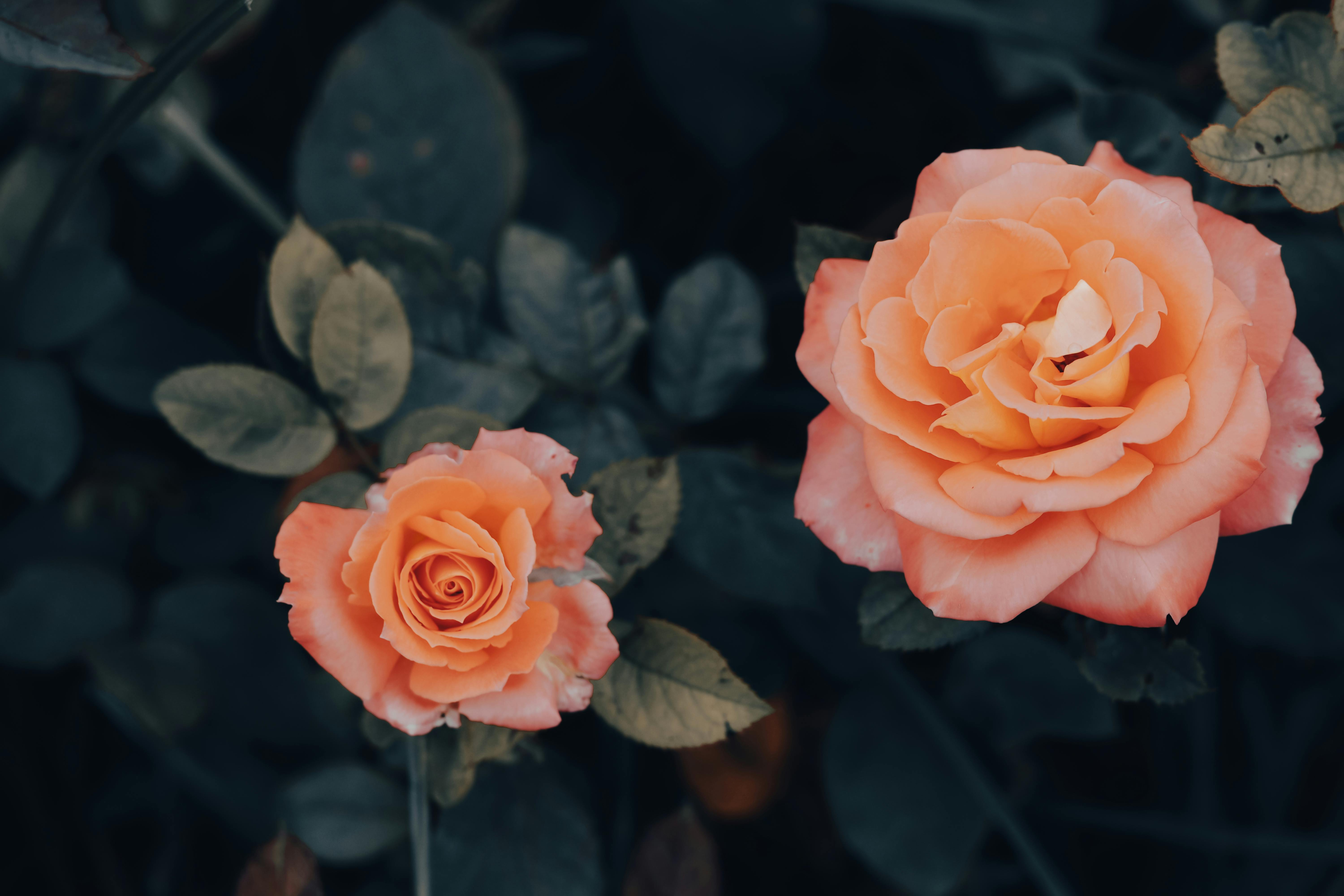 4k Rose Wallpaper Photos, Download The BEST Free 4k Rose Wallpaper