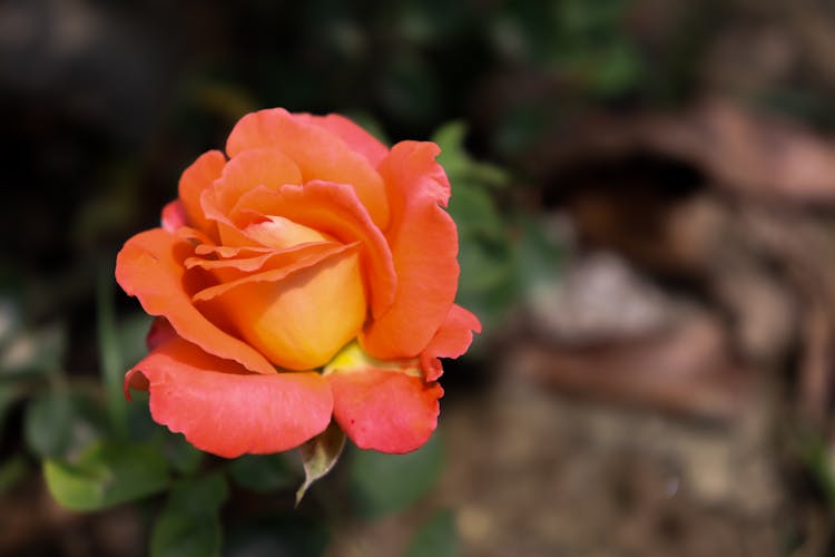 Orange Rose Flower