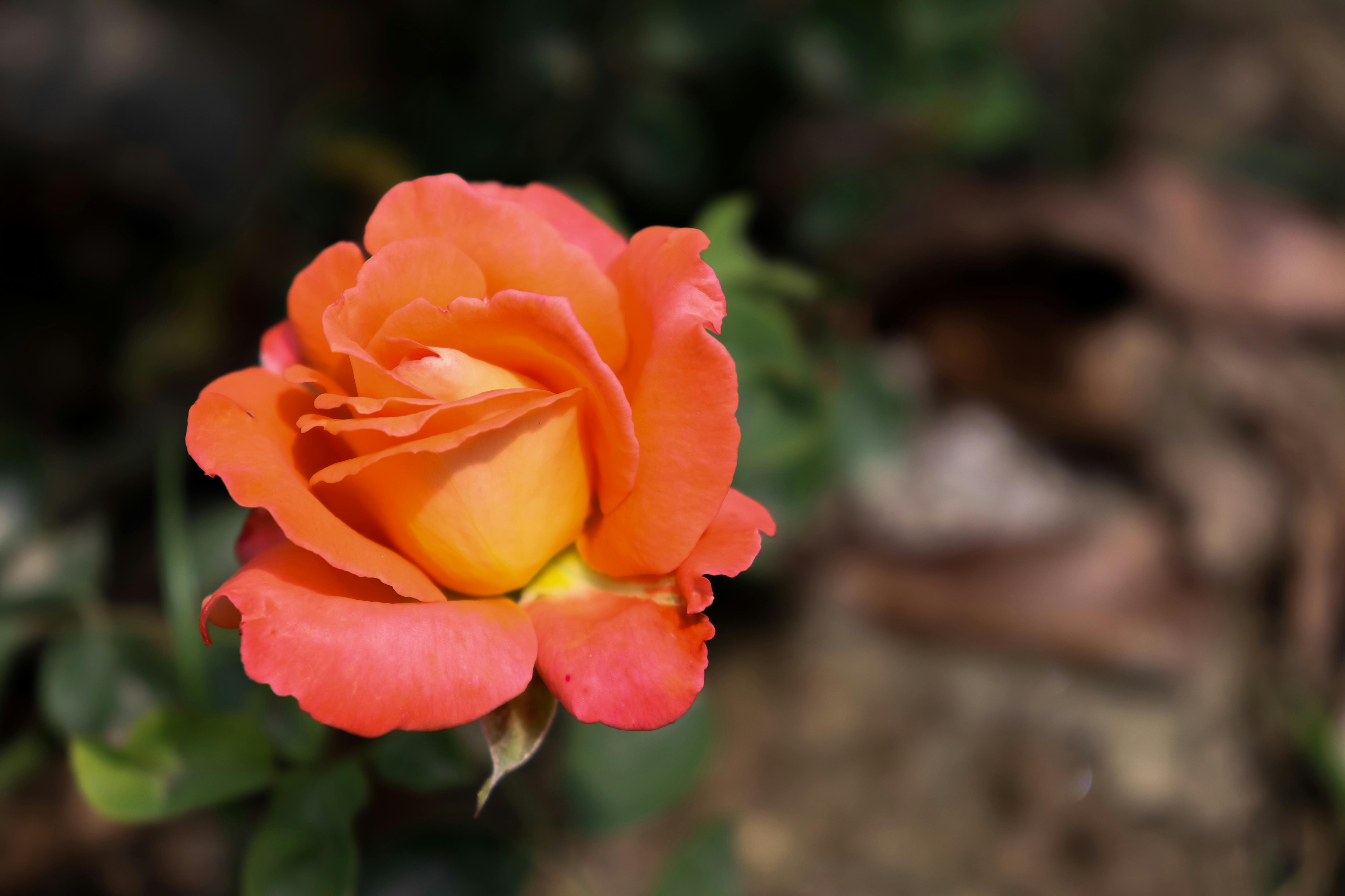 4k Rose Wallpaper Photos, Download The BEST Free 4k Rose Wallpaper