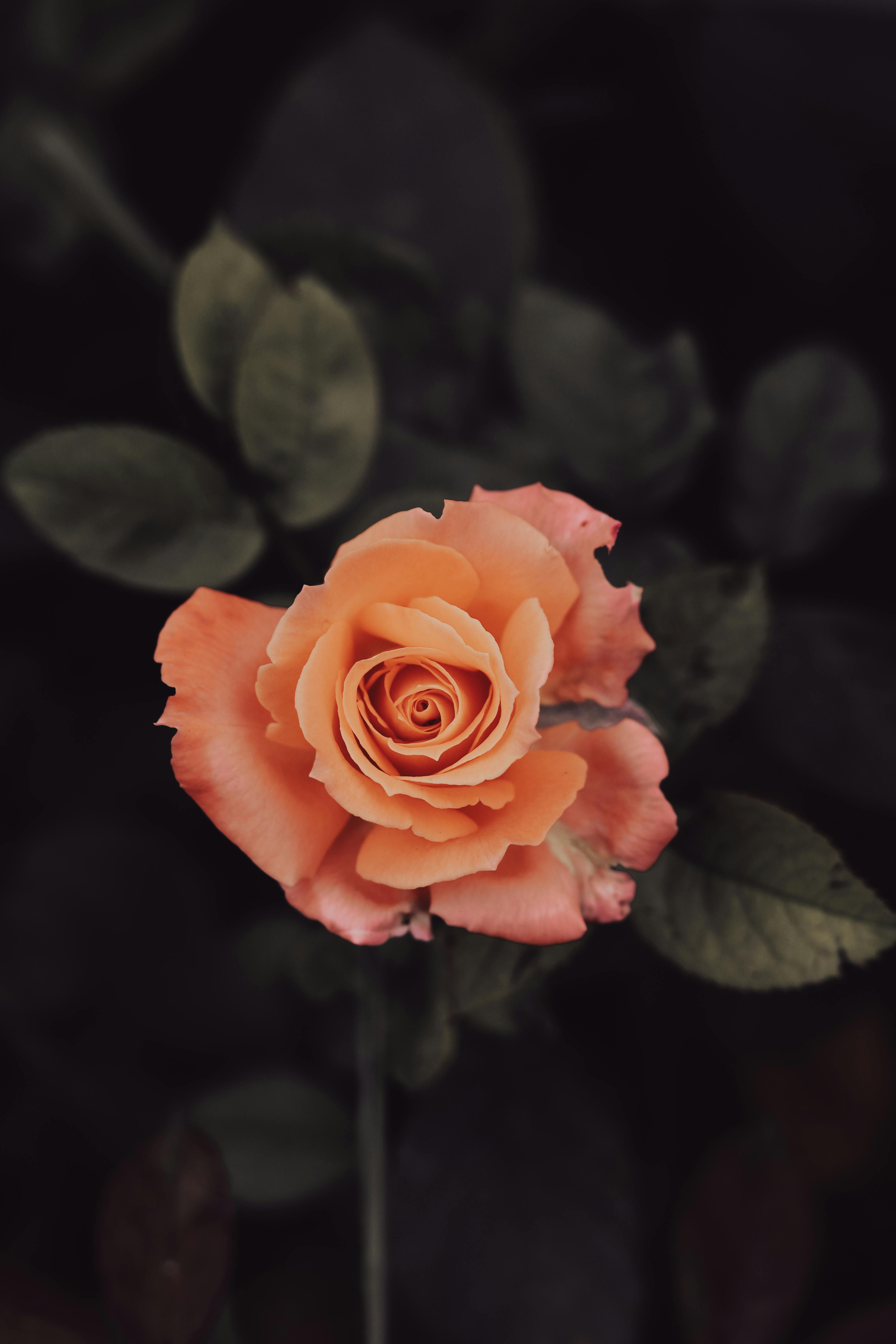 4k Rose Wallpaper Photos, Download The BEST Free 4k Rose Wallpaper
