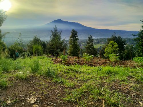 Free Mountain Salak Stock Photo
