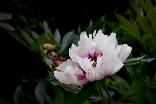 Free Beautiful white and pink peony flower surrounded by lush green leaves, capturing natural elegance. Stock Photo