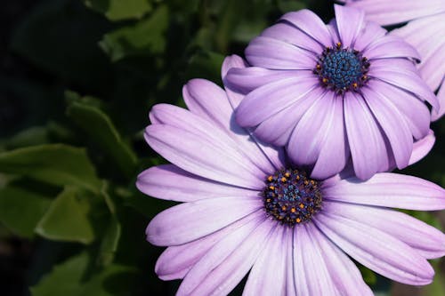 Purple Daisy in a Garden