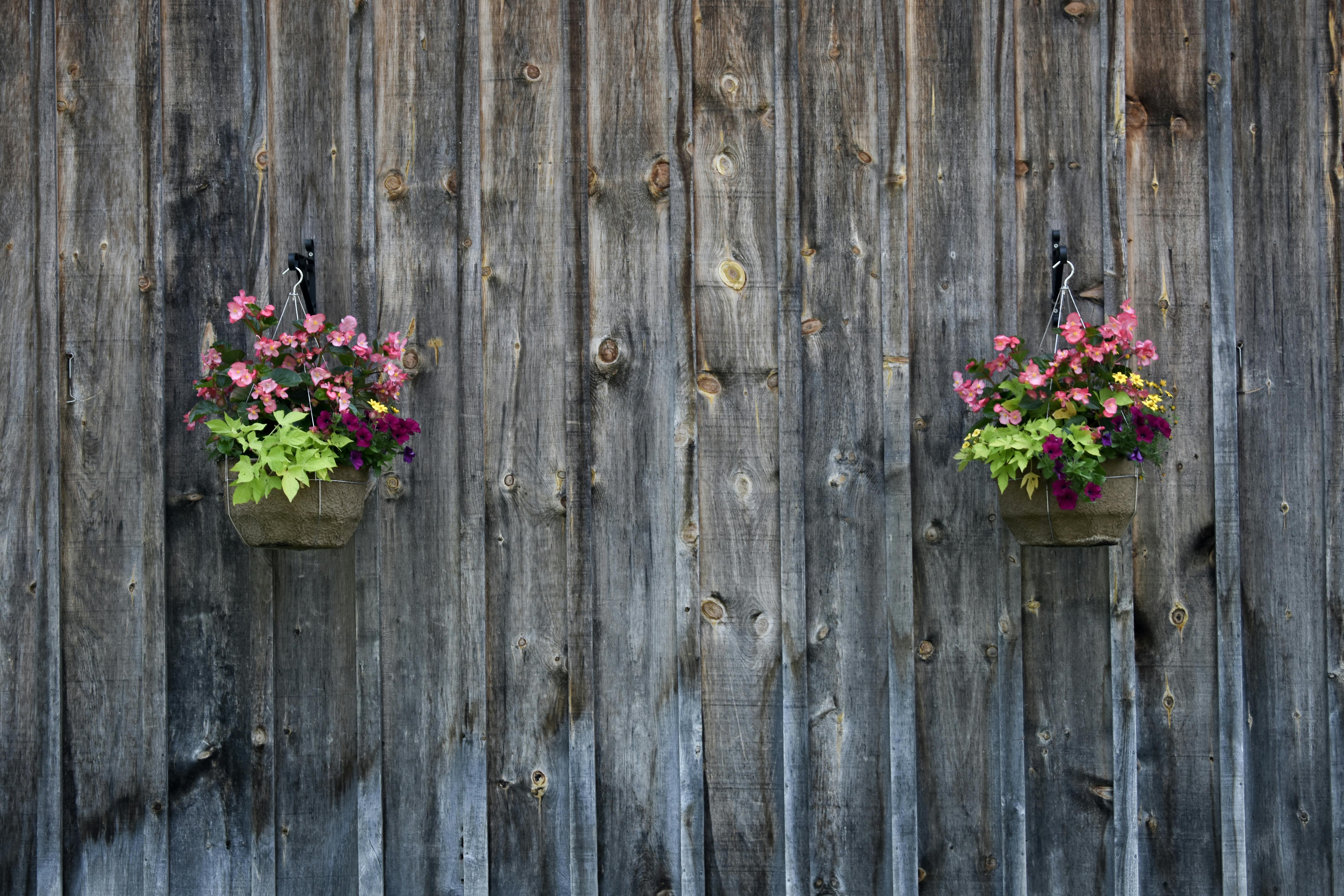бесплатная Бесплатное стоковое фото с @outdoor, ботанический, вертикальный сад Стоковое фото
