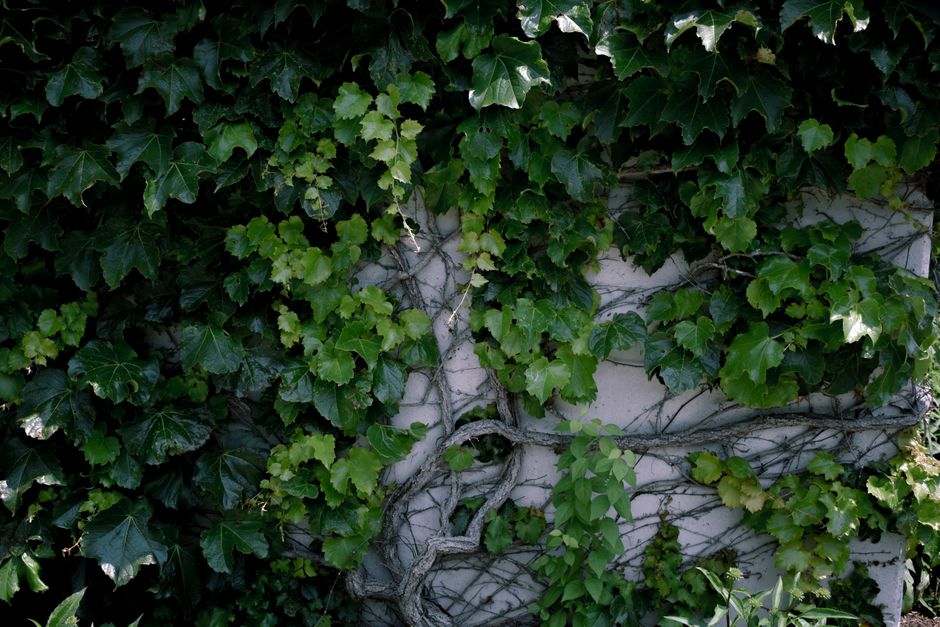 Groene wand met diverse kleurrijke bladeren. Groene wand met diverse kleurrijke bladeren.