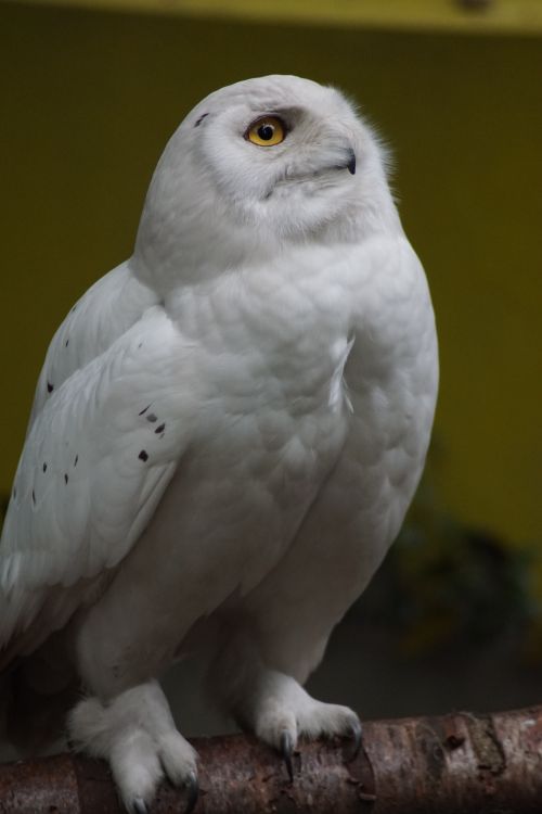 Free Close-up portrait of a majestic snowy owl in Amersfoort, Netherlands. Stock Photo