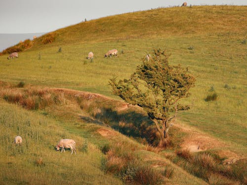 Základová fotografie zdarma na téma hřiště, krajina, krávy