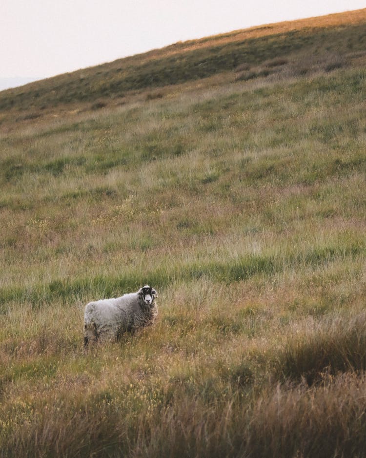 Sheep On Pasture On Hill