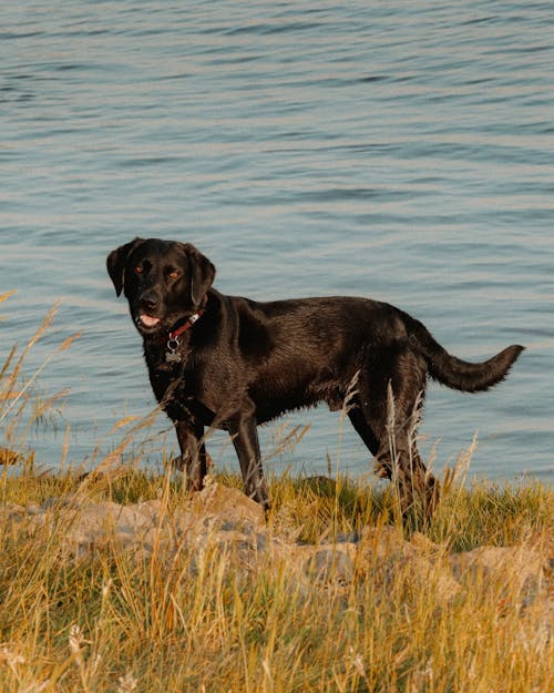 Dog by the Lake