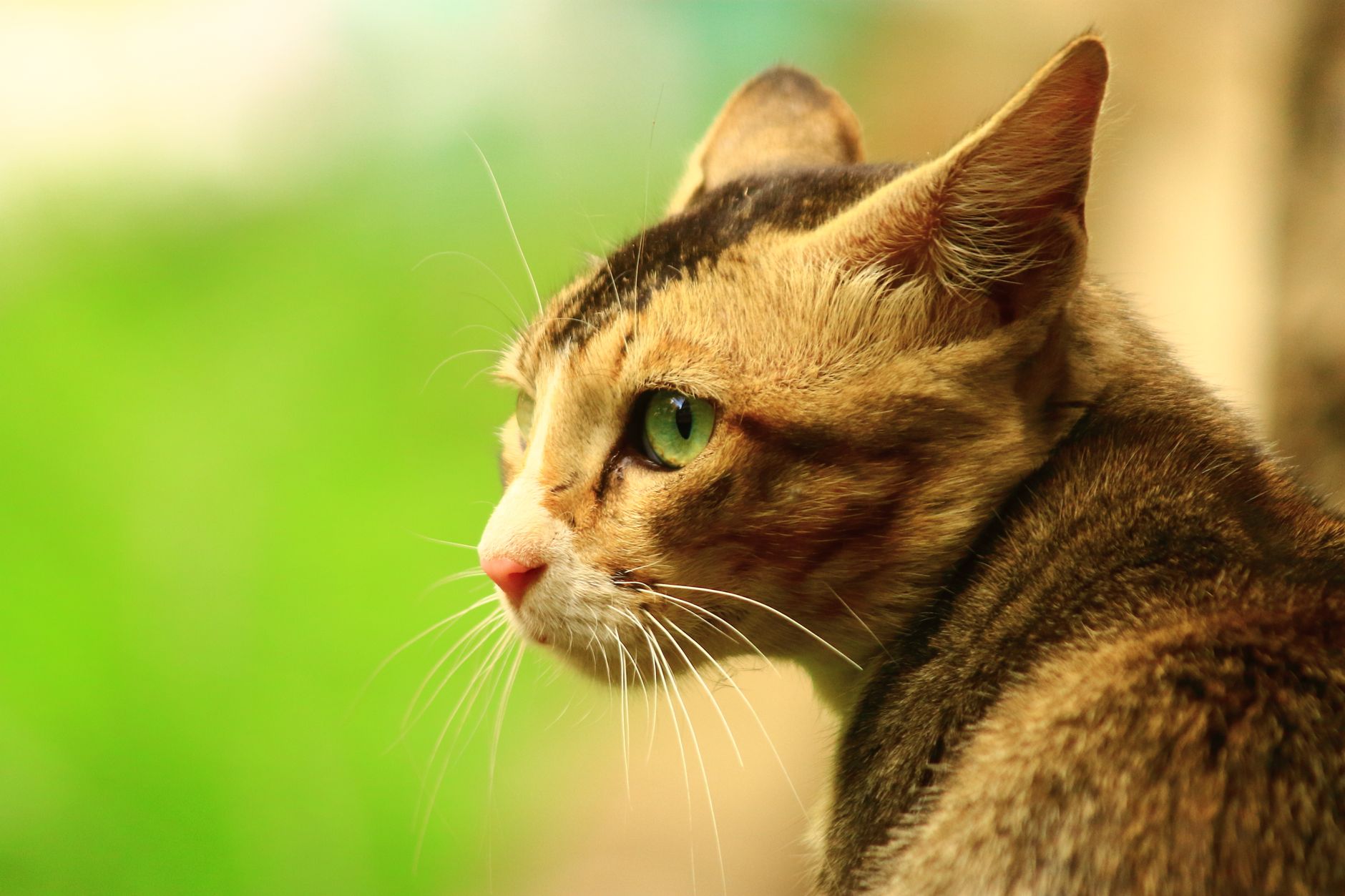 Veterinarian examining a cat during a checkup