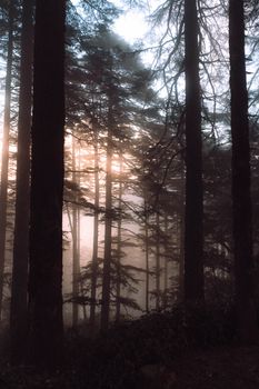 Sunlight gently filters through a dense forest at dawn, casting mystical shadows.