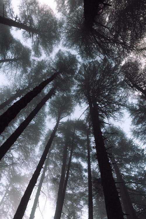 Ingyenes stockfotó ég, erdő, fa témában