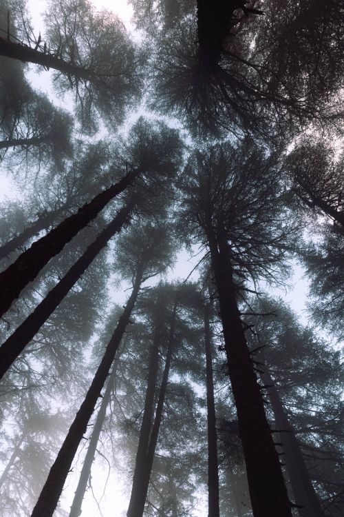 Free Gaze upwards into the misty forest canopy, capturing the serene beauty of towering tree crowns. Stock Photo