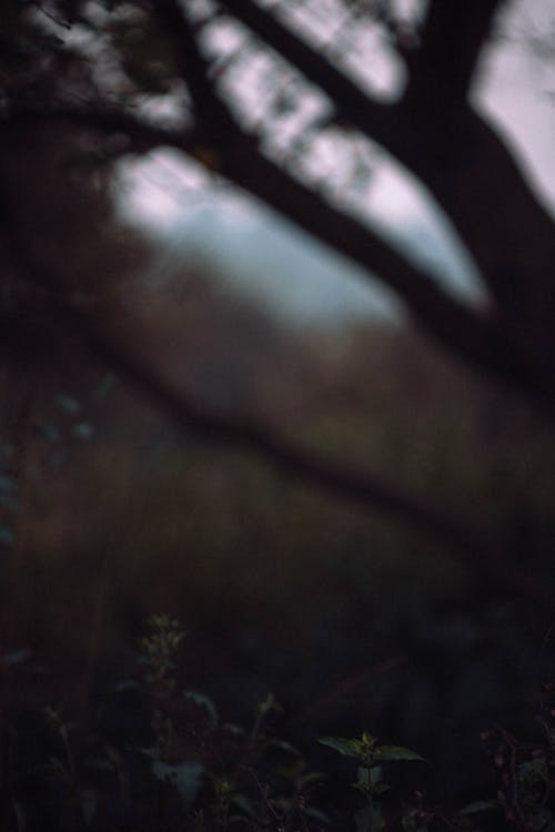 ムーディー, 森林, 濃い緑色の無料の写真素材