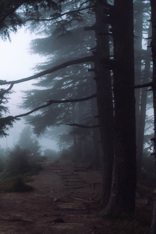 Foto d'estoc gratuïta de arbre, boira, bosc