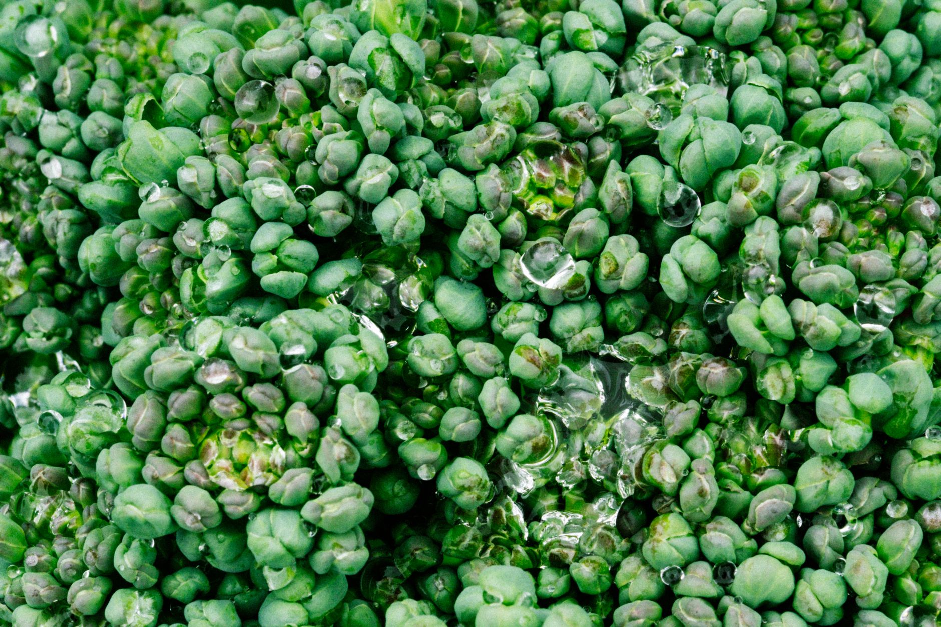 close up of freshly harvested broccoli raab florets