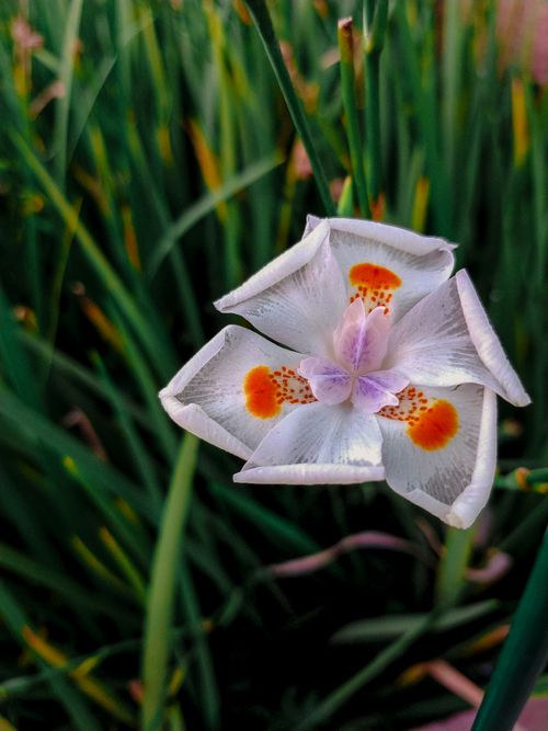 Free Garden  Stock Photo