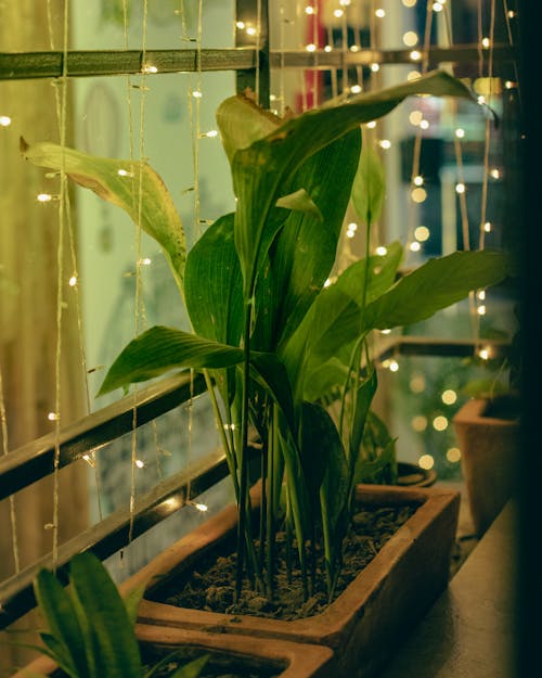 Green Potted Plant and Decorative Lights