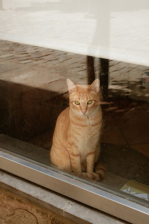 Free An orange tabby cat sits behind a window, observing the outdoors with curious green eyes. Stock Photo