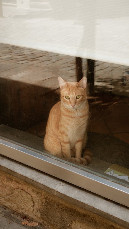 Foto profissional grátis de animal, animal de estimação, bonitinho