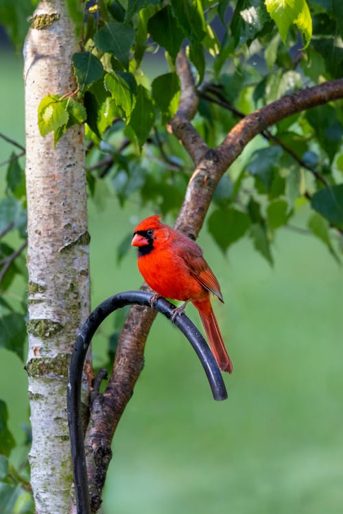 Immagine gratuita di cardinale, fauna selvatica, hd