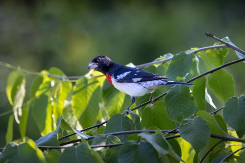 Free Vibrant rose-breasted grosbeak perched among green leaves in Southborough, MA. Stock Photo