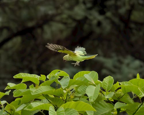 Close-up of a Parakeet Flying over a Shrub 