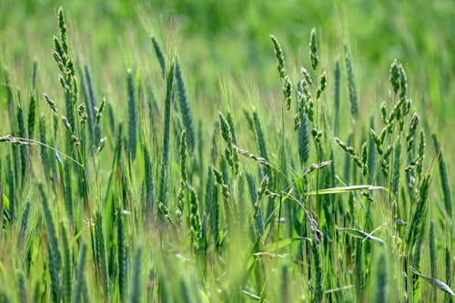 Fotos de stock gratuitas de campo, enfoque selectivo, Fresco