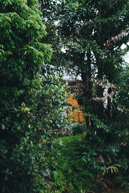 Immagine gratuita di alberi, ambiente, boschi