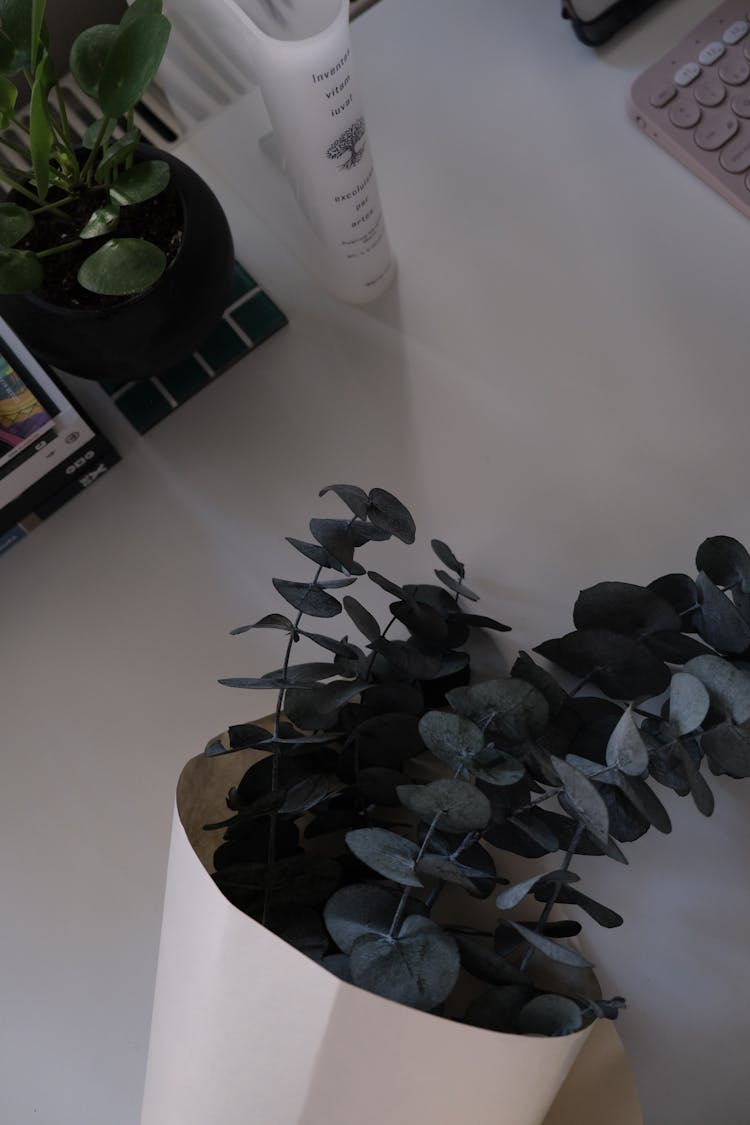 A Eucalyptus In A Pot On The Desk 