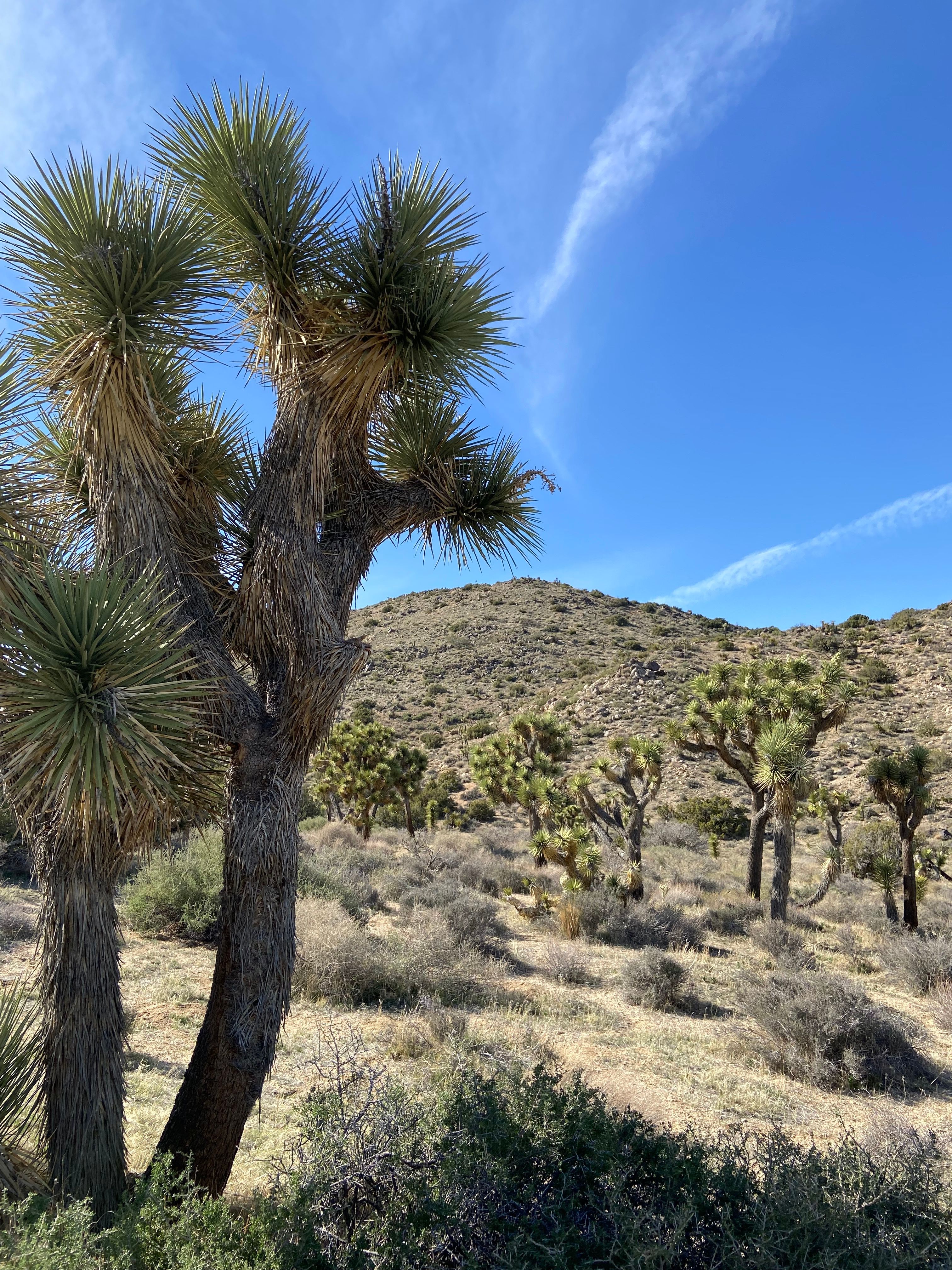 Joshua Tree Yucca brevifolia in the California desert