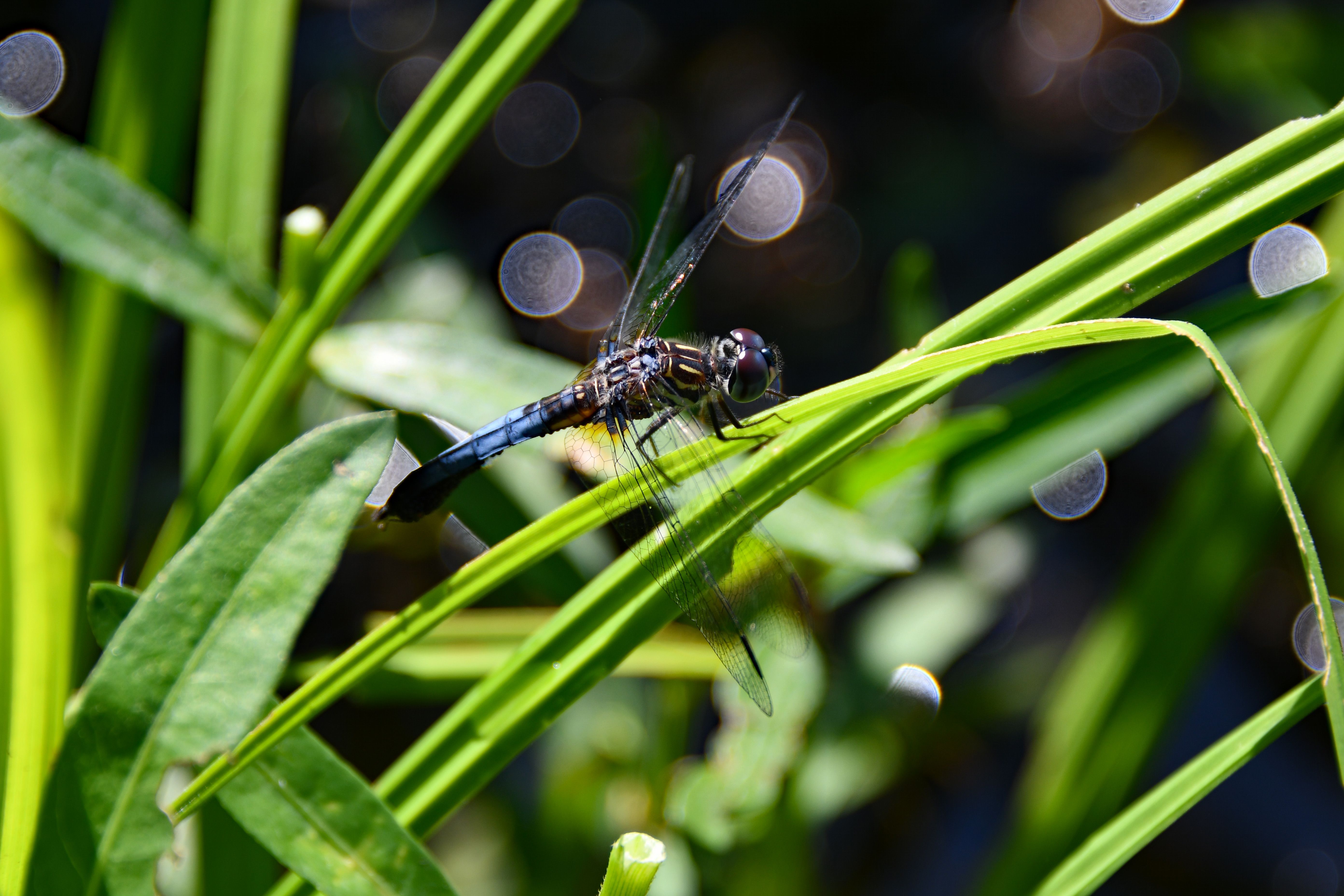 Close up of a Dragonfly · Free Stock Photo