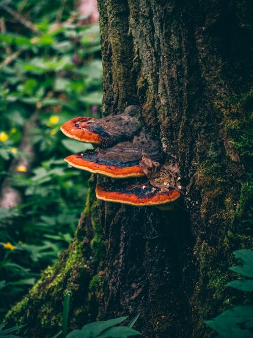 Close-up of Tinder Fungi Growing on a Tree Trunk 