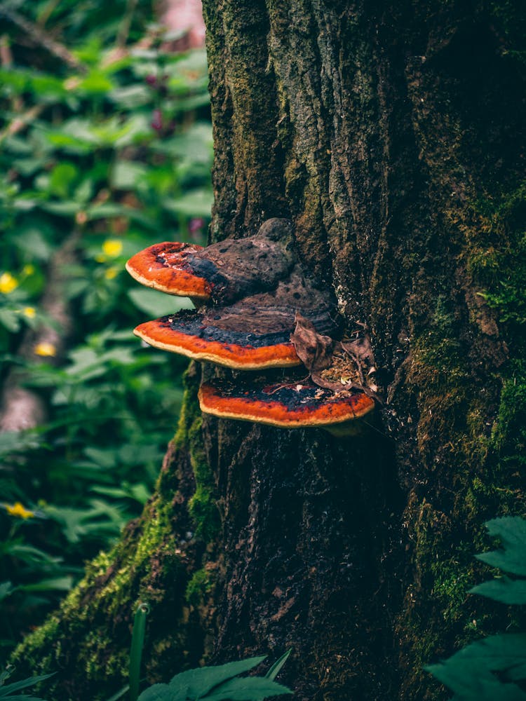 Close-up Of Tinder Fungi Growing On A Tree Trunk 