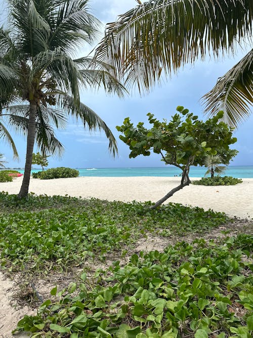 View of a Tropical Beach with Palm Trees 